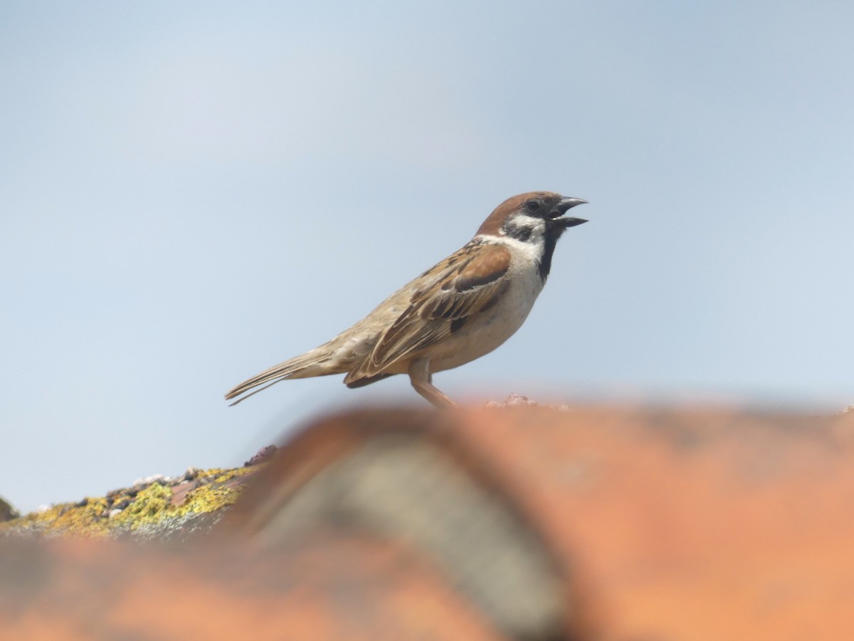 Eurasian Tree Sparrow - ML621194843