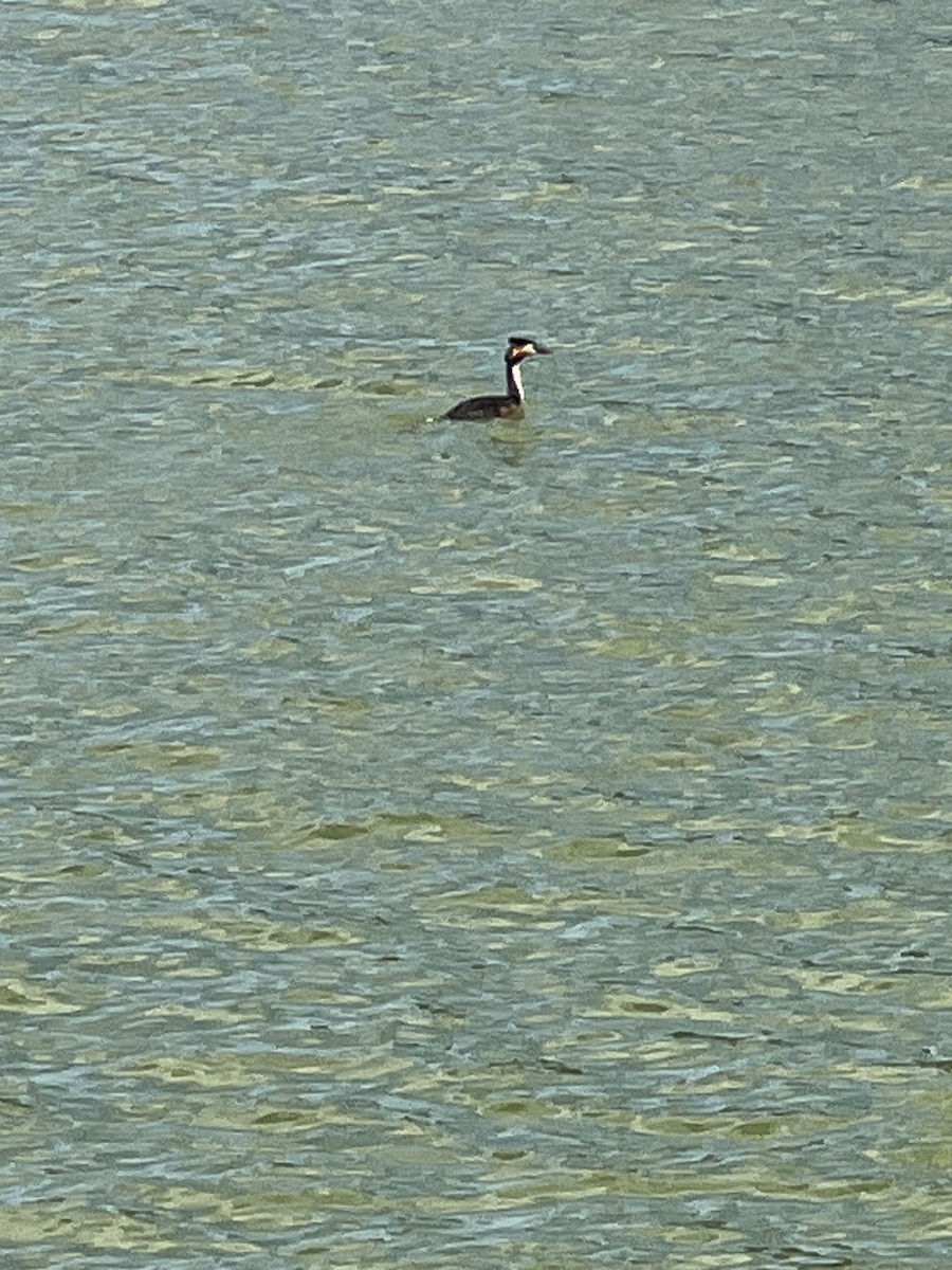 Great Crested Grebe - ML621194856