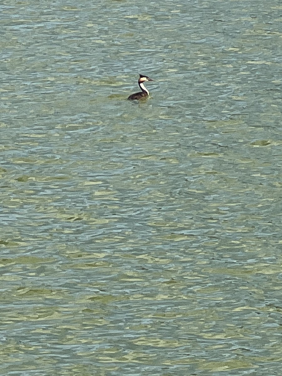 Great Crested Grebe - ML621194857