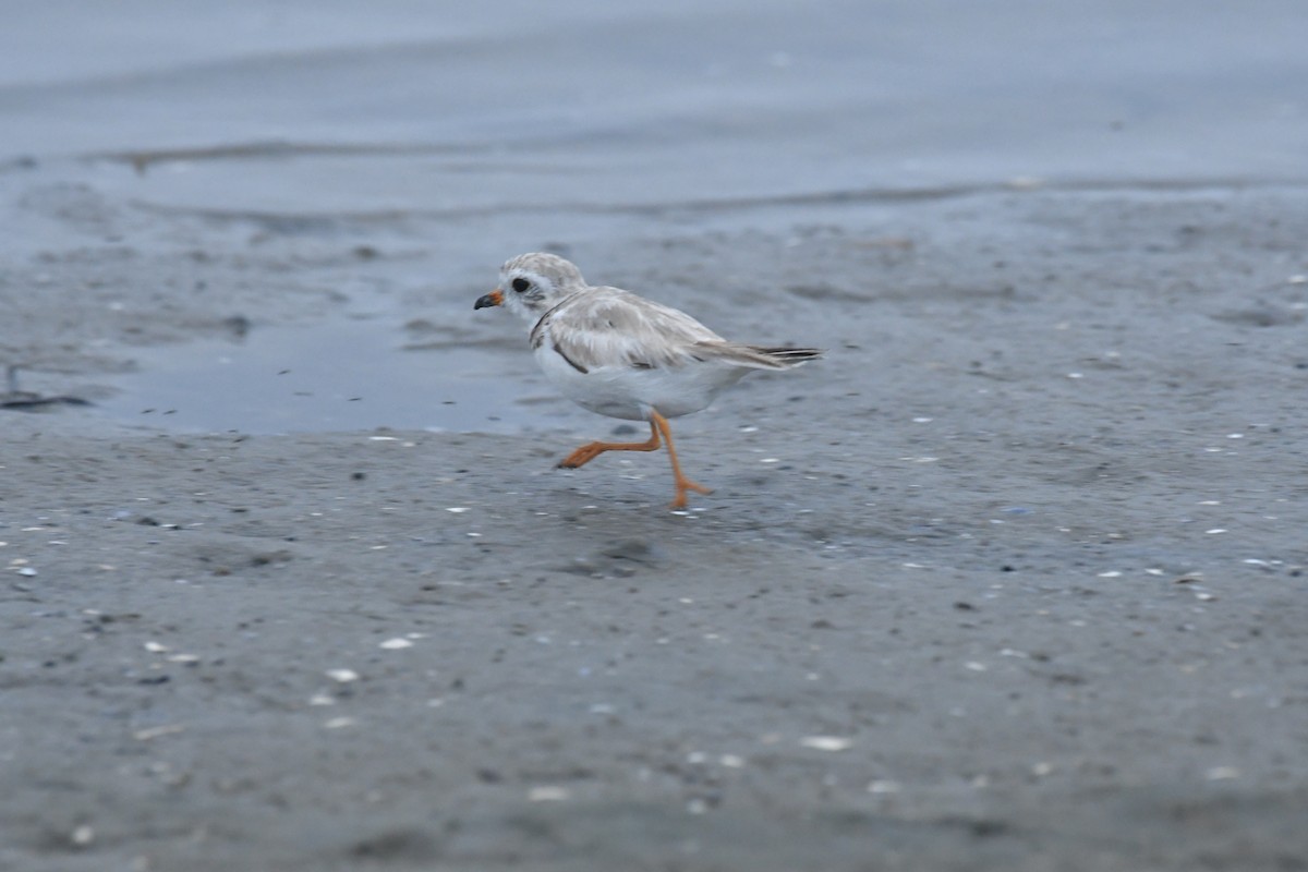 Piping Plover - ML621194865