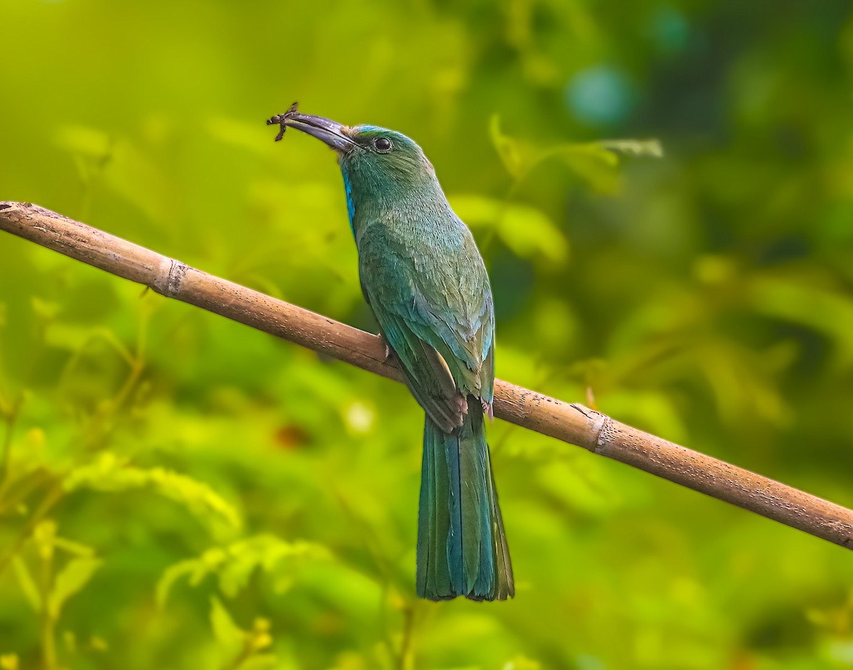 Blue-bearded Bee-eater - ML621194896