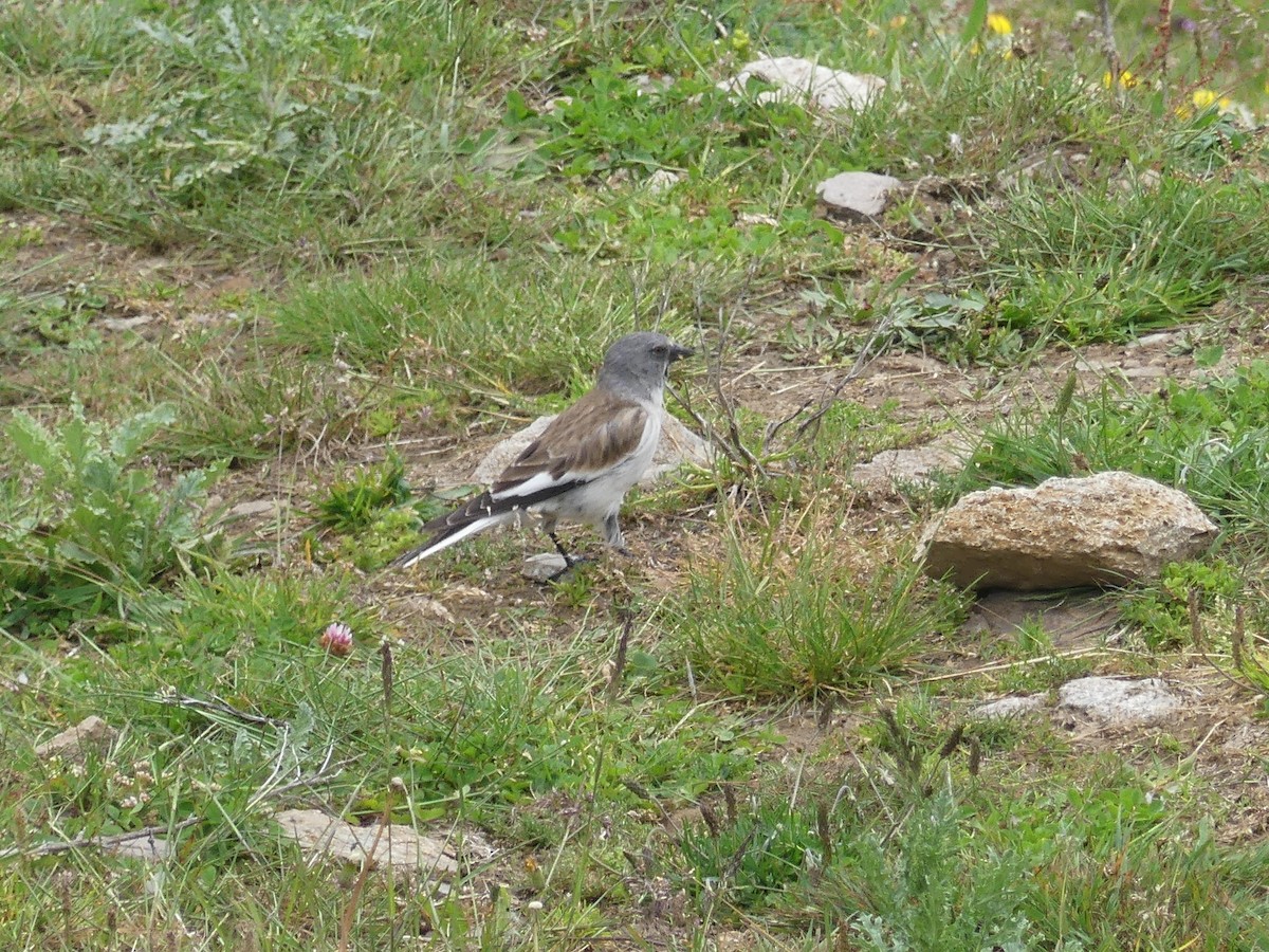 White-winged Snowfinch - ML621194900