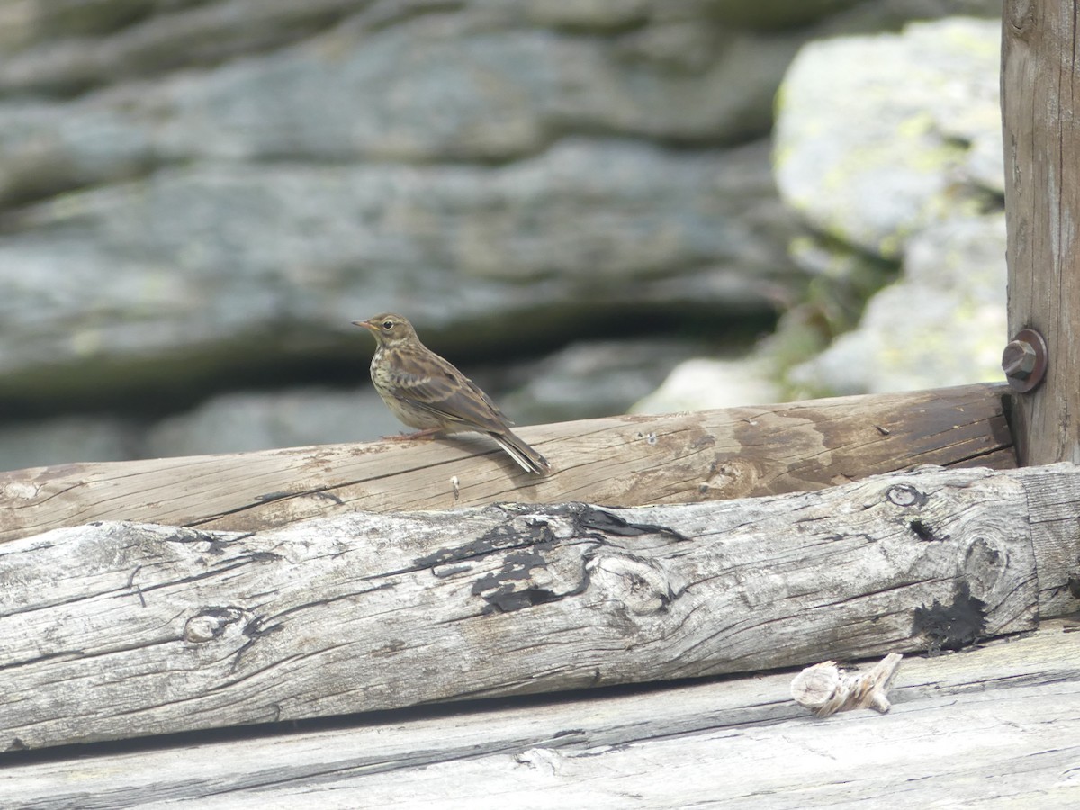 Water Pipit - ML621194914