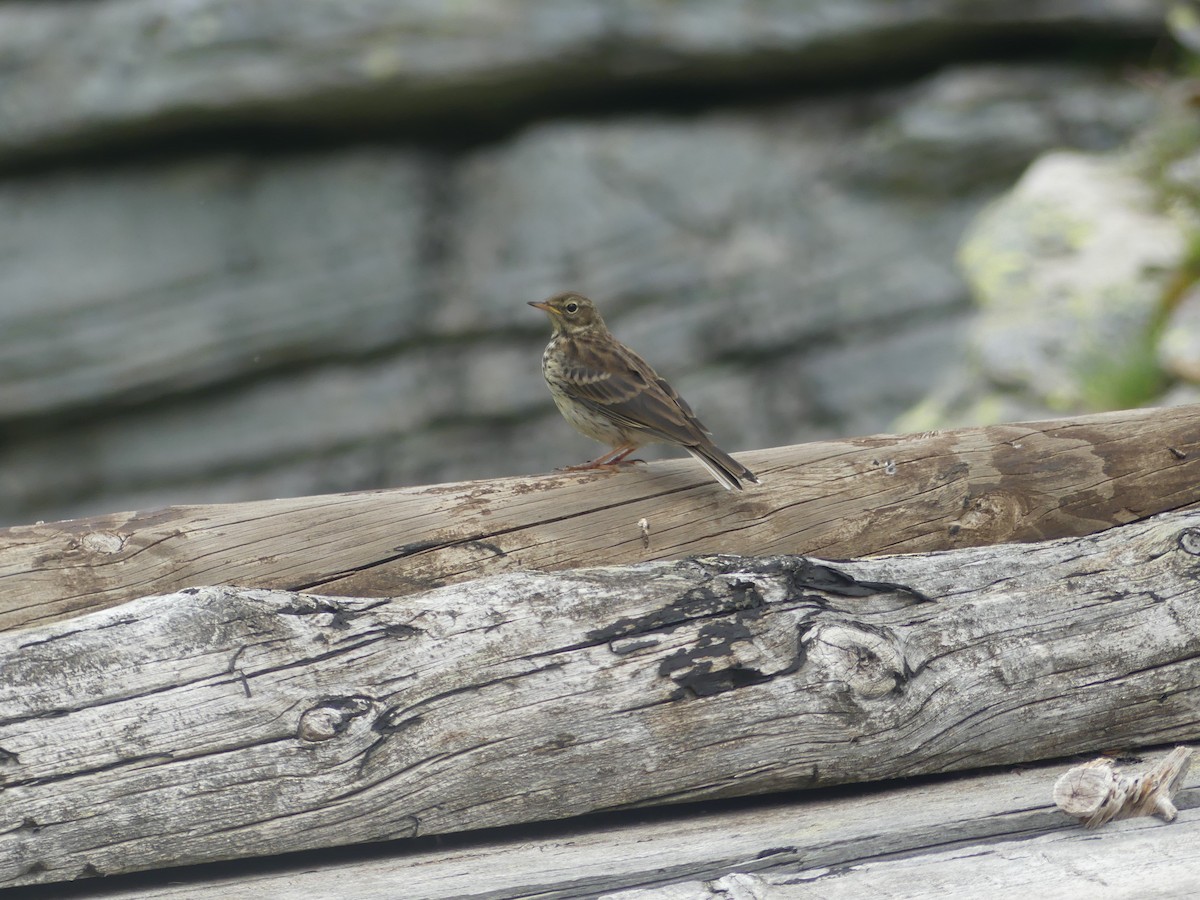Water Pipit - ML621194915