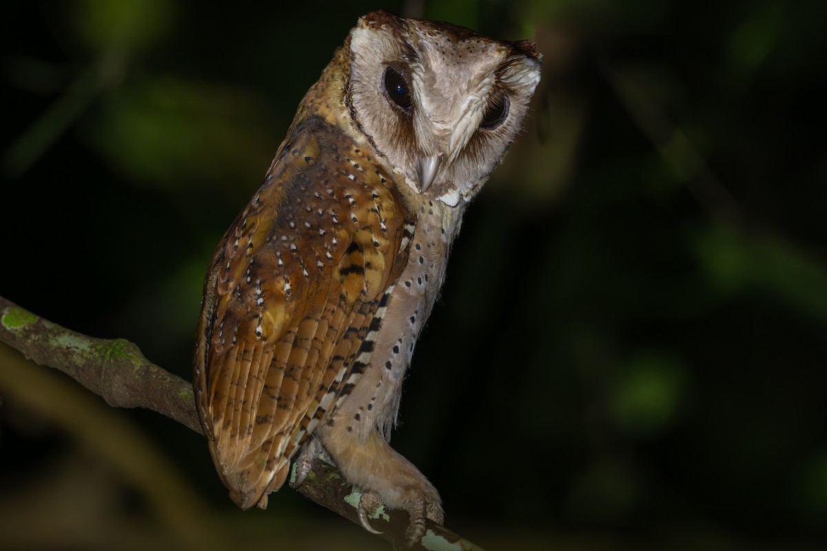 Sri Lanka Bay-Owl - ML621194917