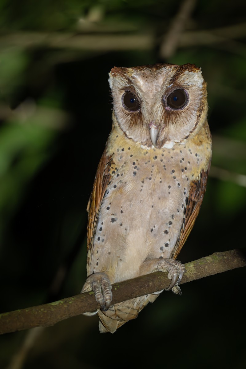 Sri Lanka Bay-Owl - ML621194918