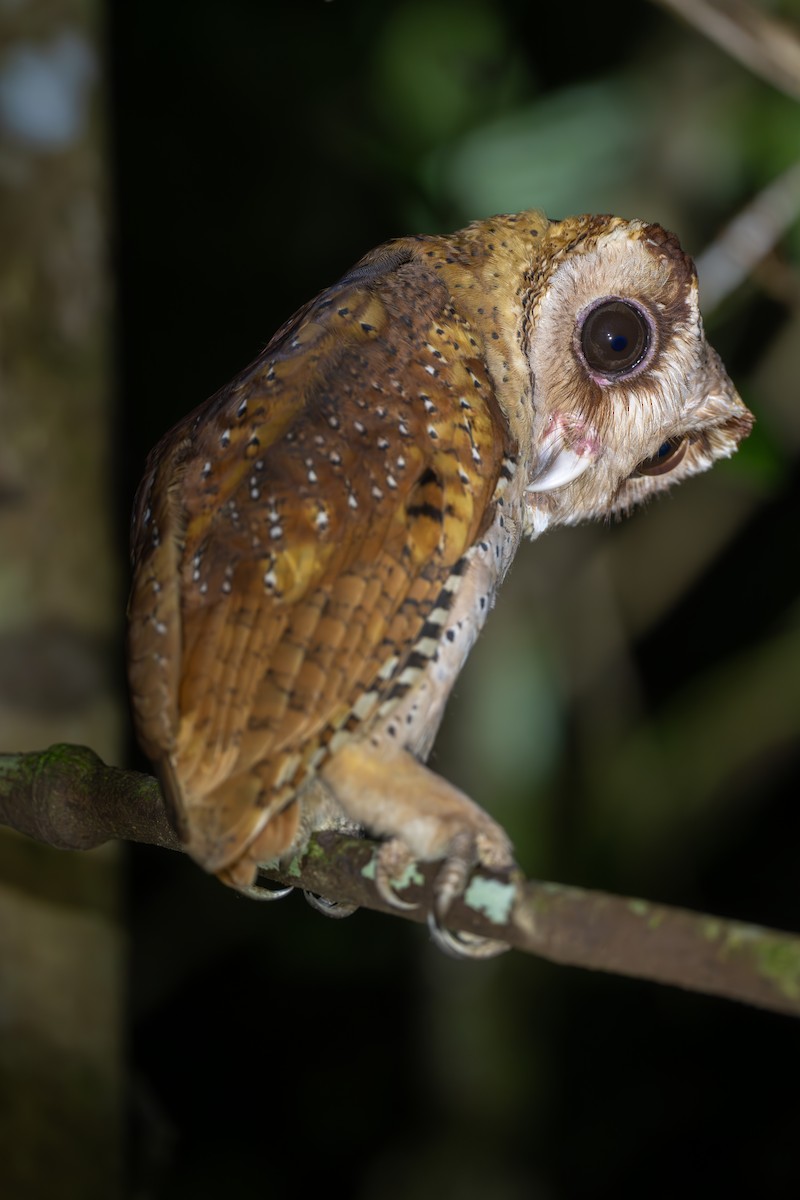 Sri Lanka Bay-Owl - ML621194919