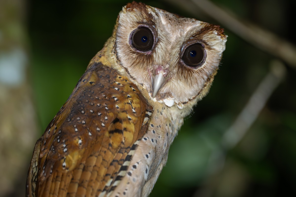 Sri Lanka Bay-Owl - ML621194921