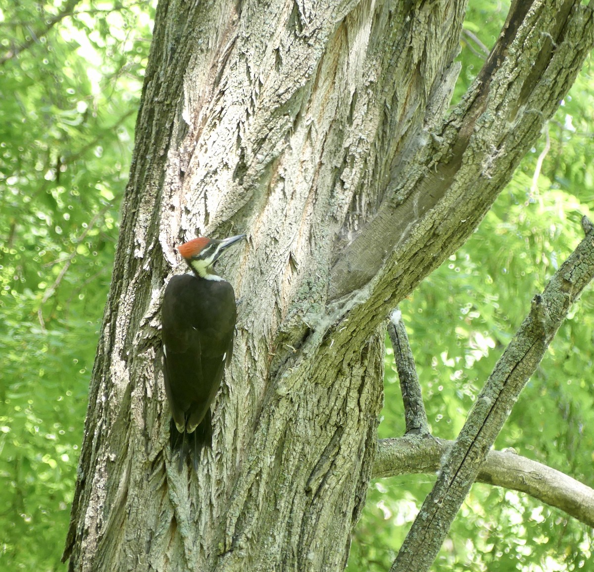 Pileated Woodpecker - ML621194928