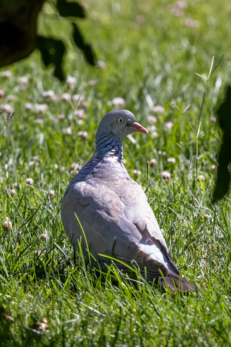 Pigeon ramier (casiotis) - ML621194934