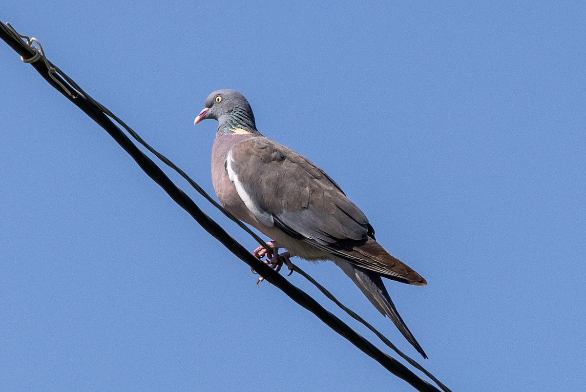 Pigeon ramier (casiotis) - ML621194941