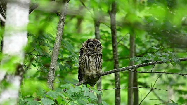 Barred Owl - ML621194947