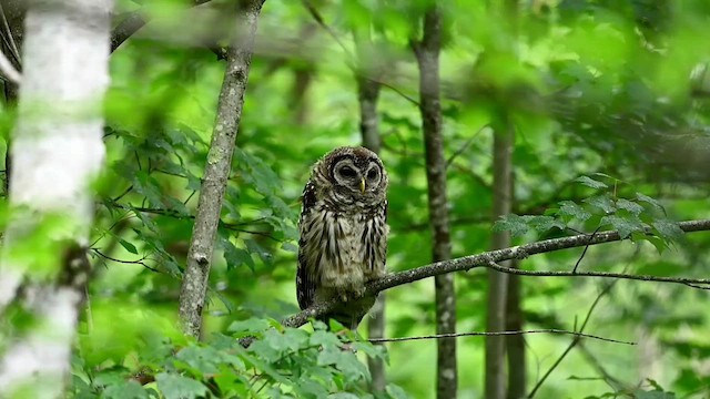 Barred Owl - ML621194947