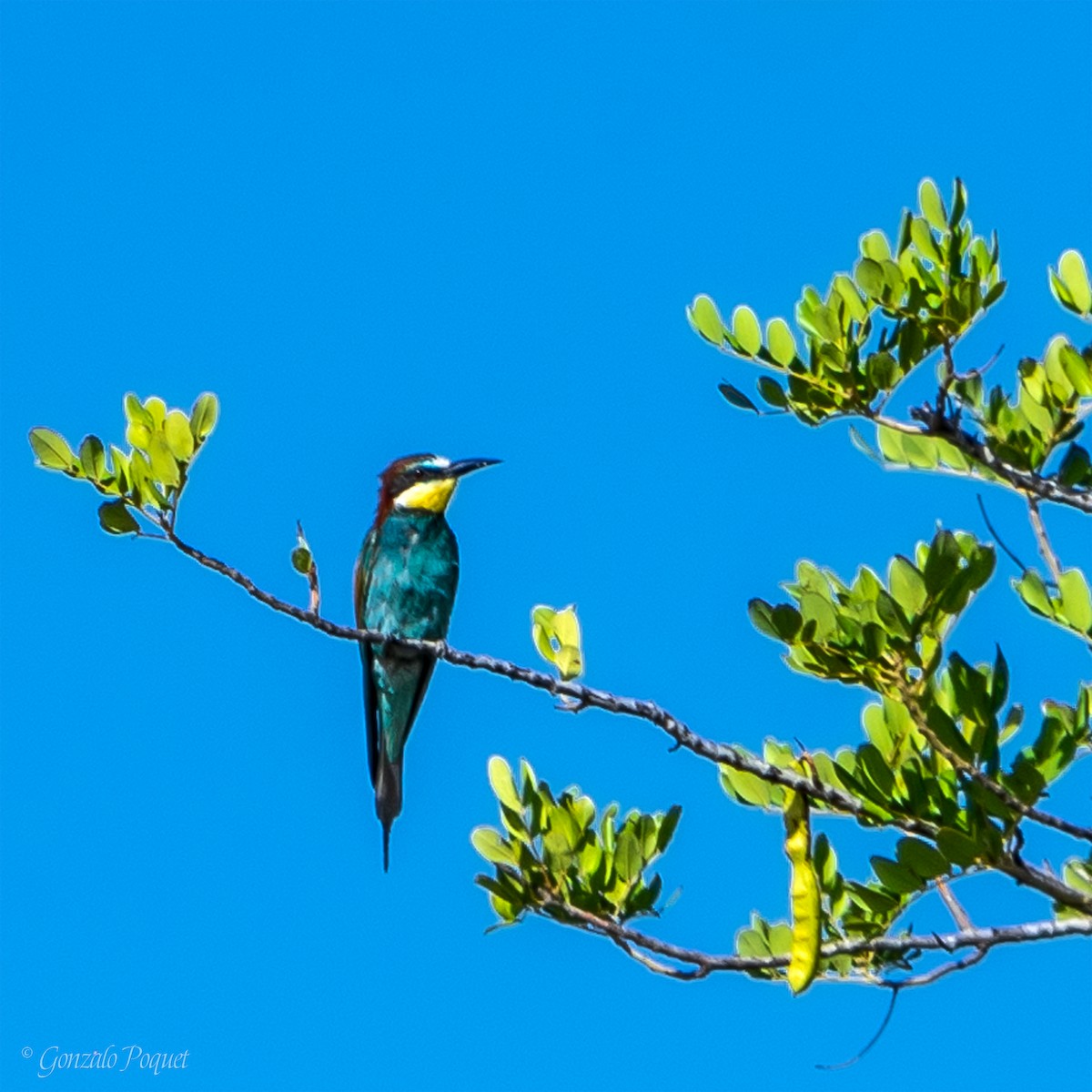 European Bee-eater - ML621194948