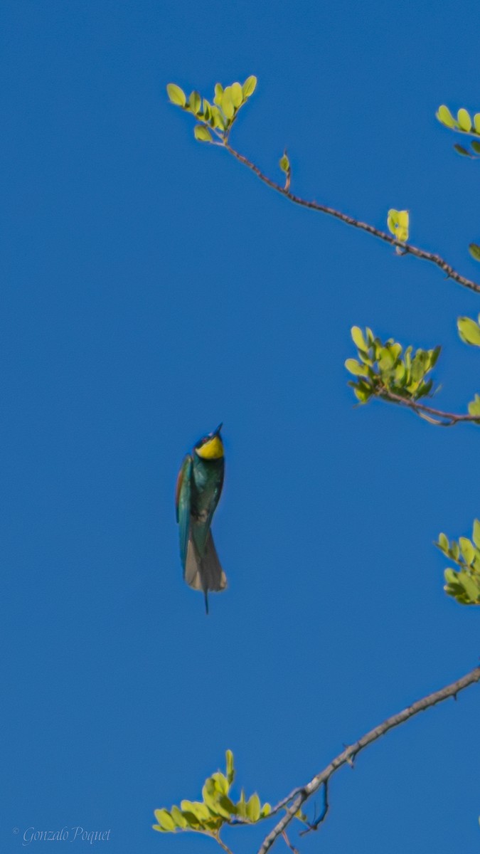 European Bee-eater - ML621194956