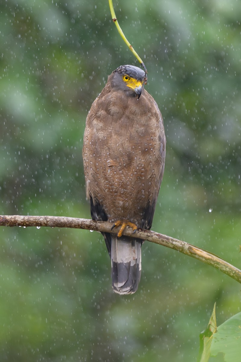 Crested Serpent-Eagle - ML621194970