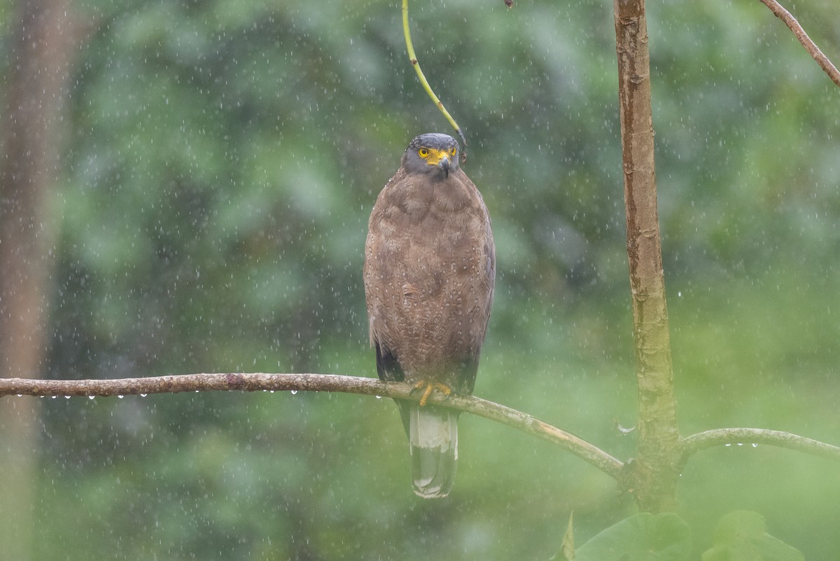 Crested Serpent-Eagle - ML621194973