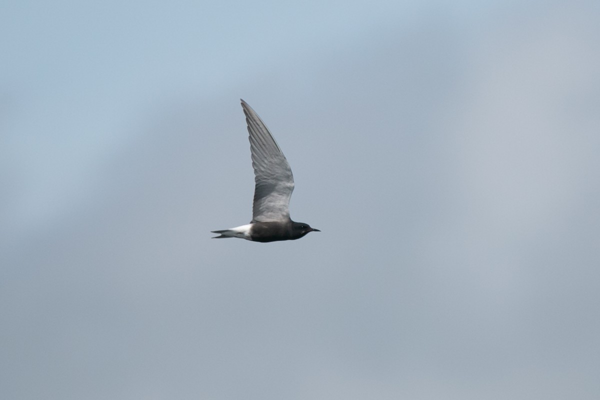 Black Tern - ML621194996