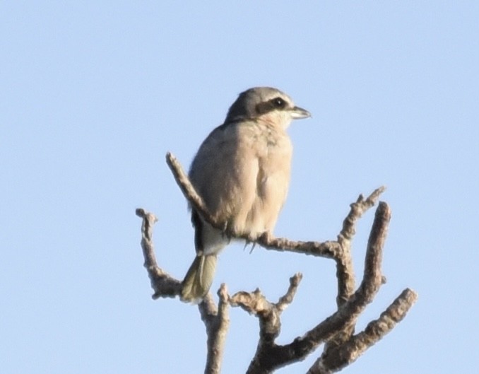 Iberian Gray Shrike - ML621195002
