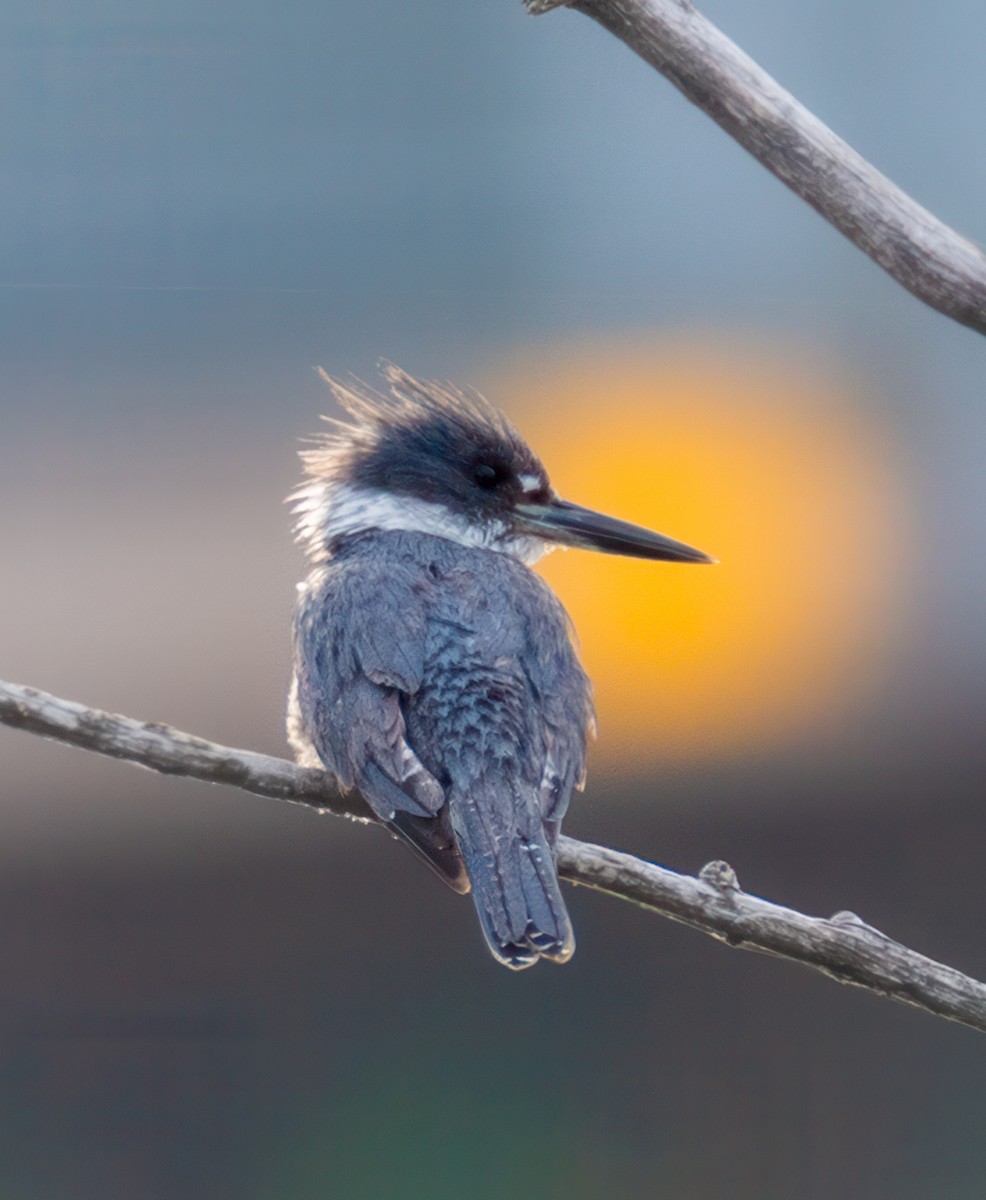 Belted Kingfisher - ML621195046