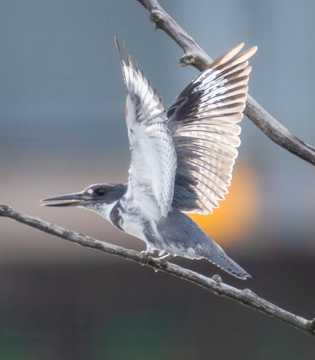 Belted Kingfisher - ML621195047