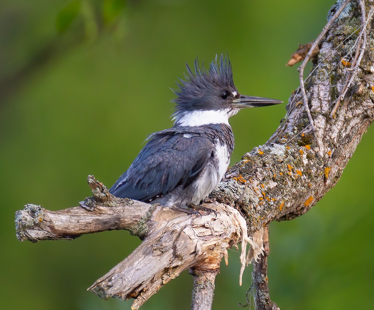 Belted Kingfisher - ML621195048