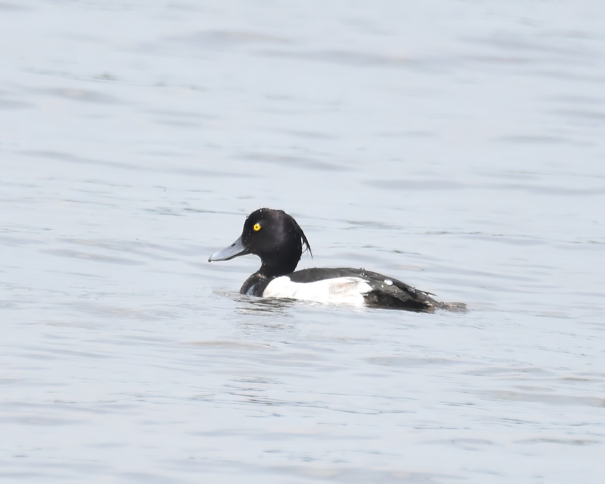 Tufted Duck - ML621195055