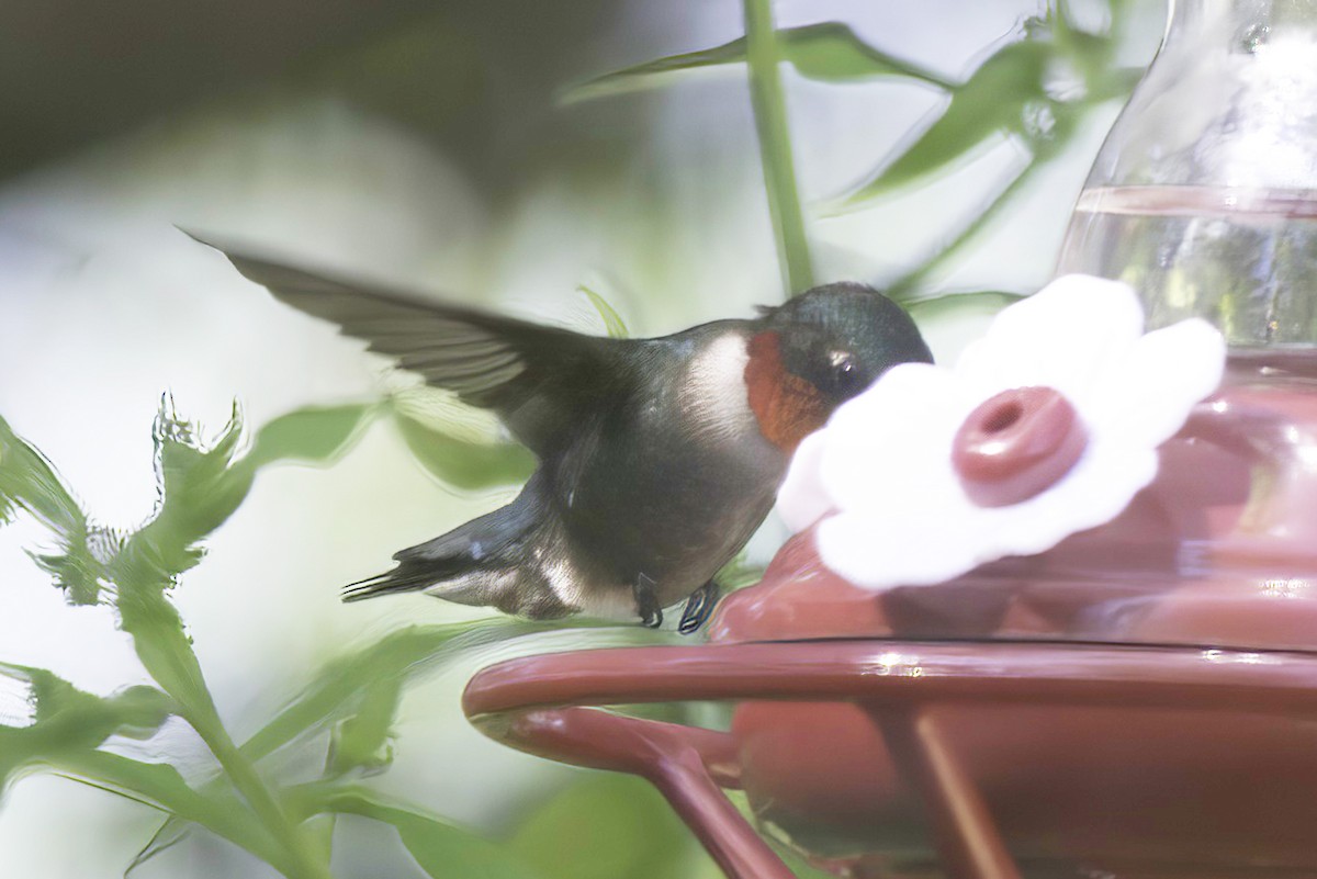 Ruby-throated Hummingbird - ML621195059