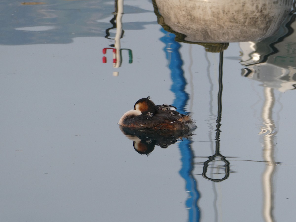 Great Crested Grebe - ML621195061