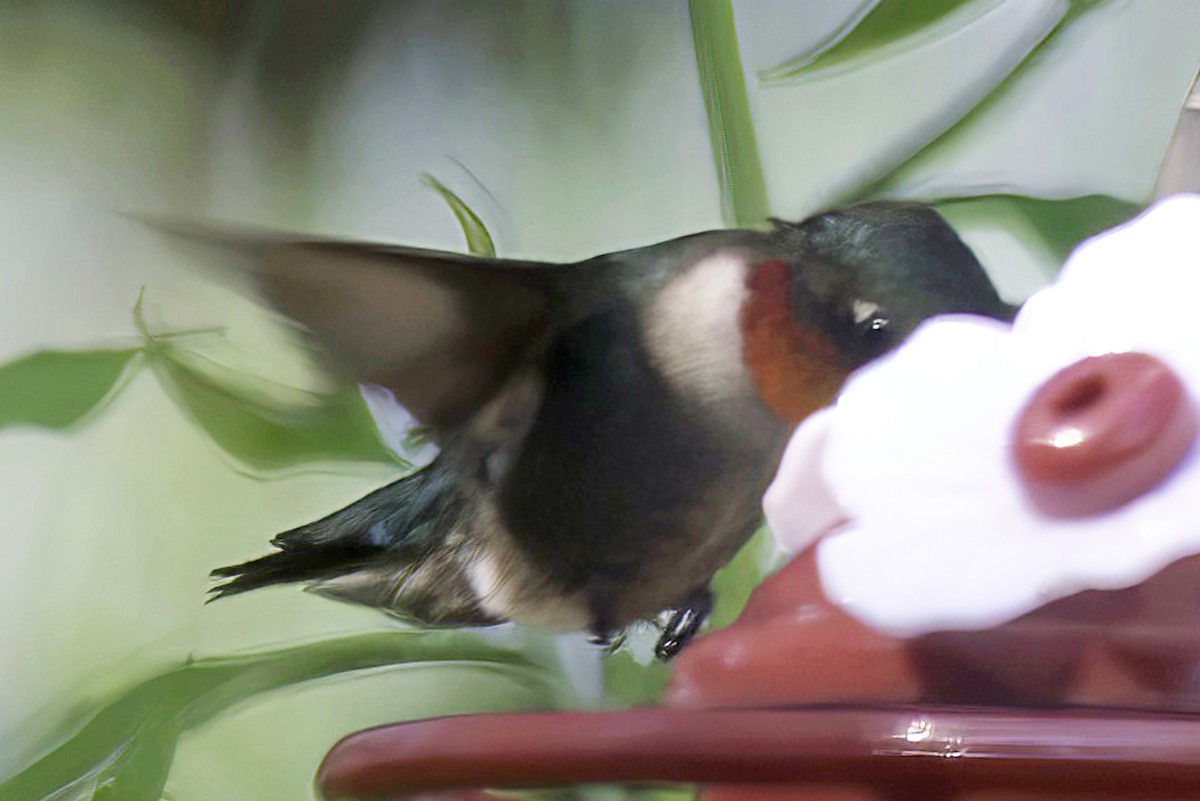 Ruby-throated Hummingbird - ML621195063