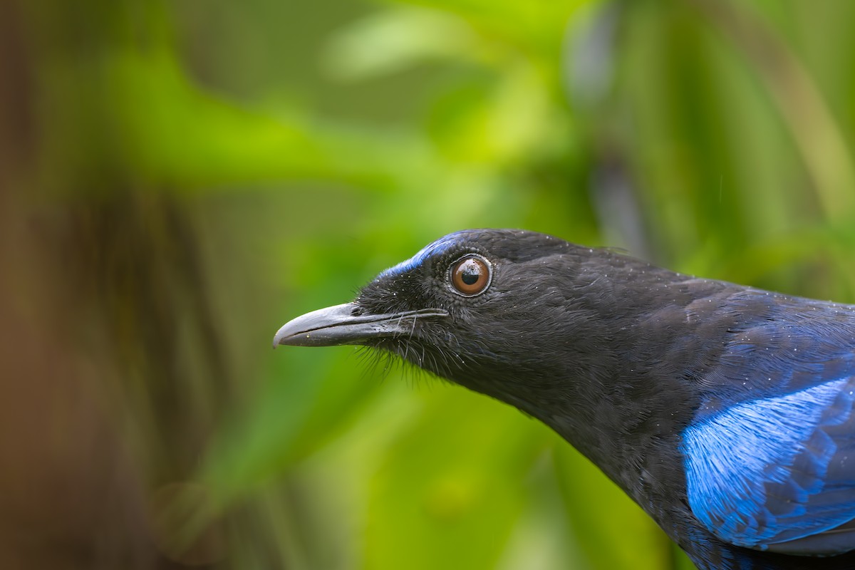 Малабарская синяя птица - ML621195064