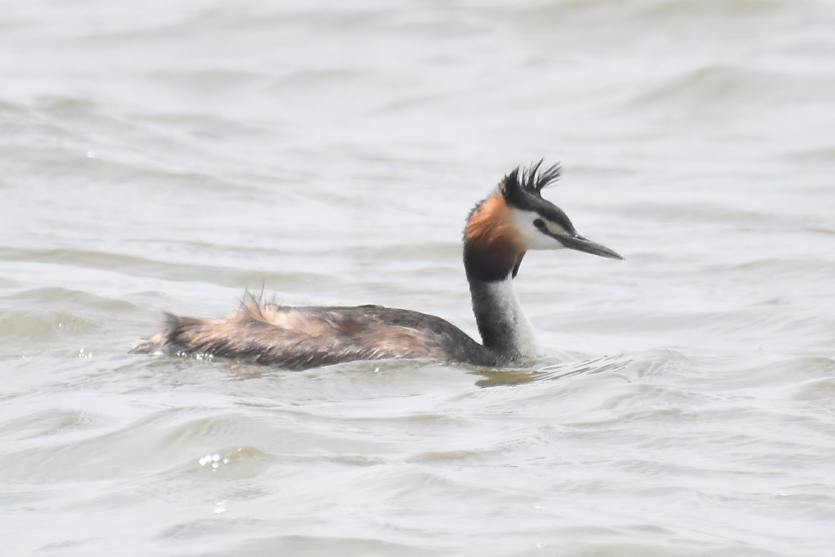 Great Crested Grebe - ML621195065