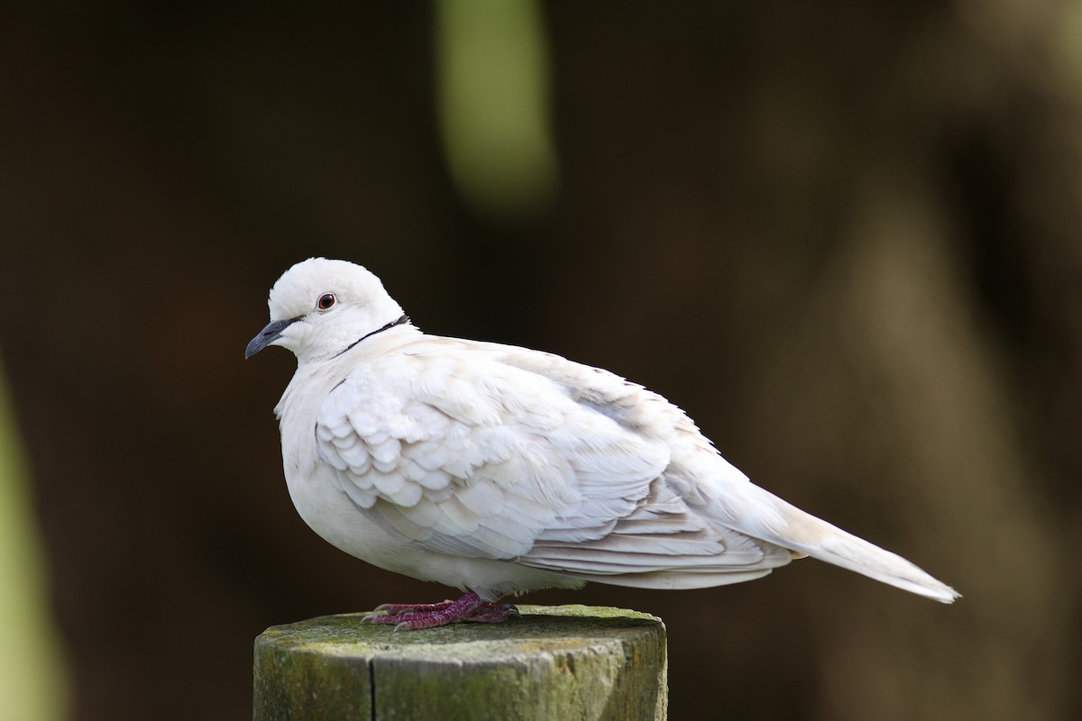 African Collared-Dove - ML621195075