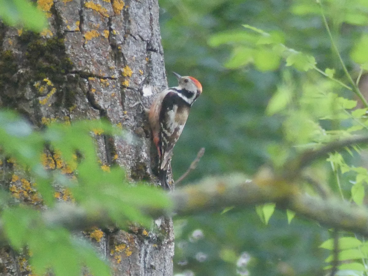 Middle Spotted Woodpecker - ML621195081
