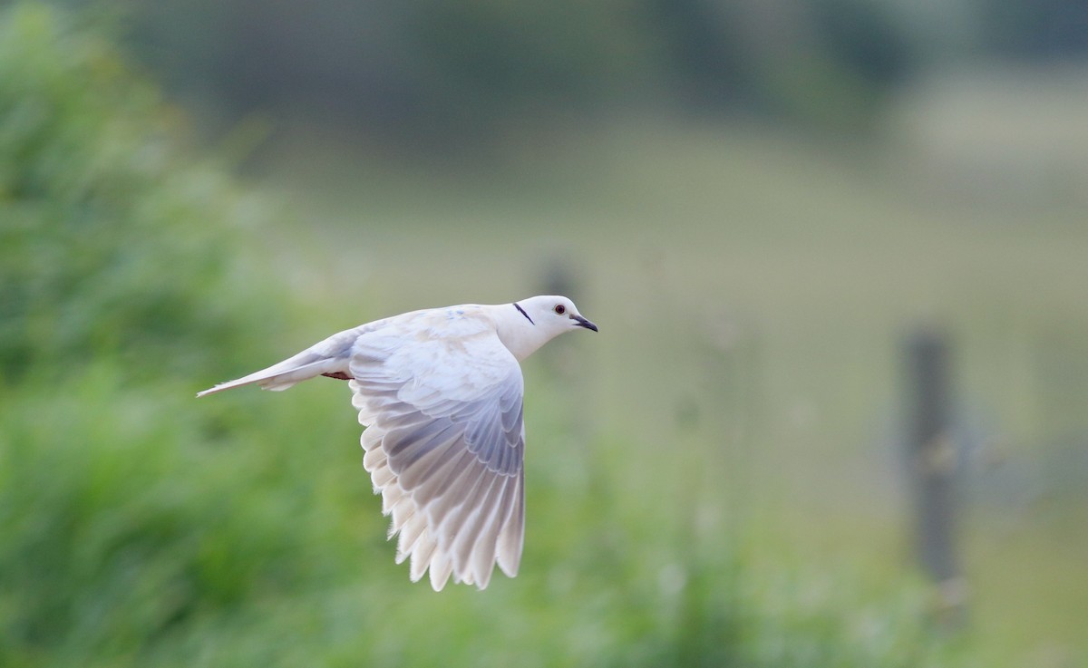 African Collared-Dove - ML621195093