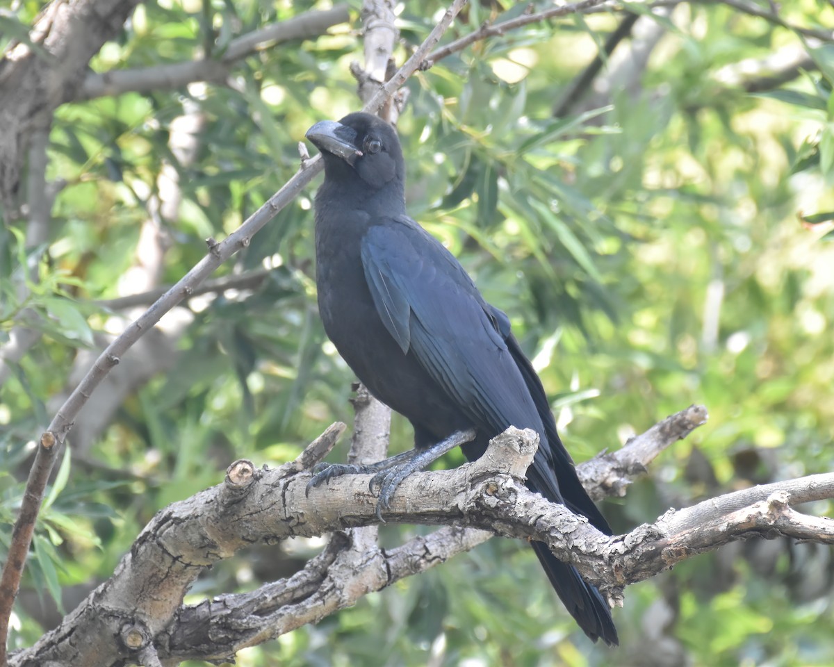 Large-billed Crow - ML621195110