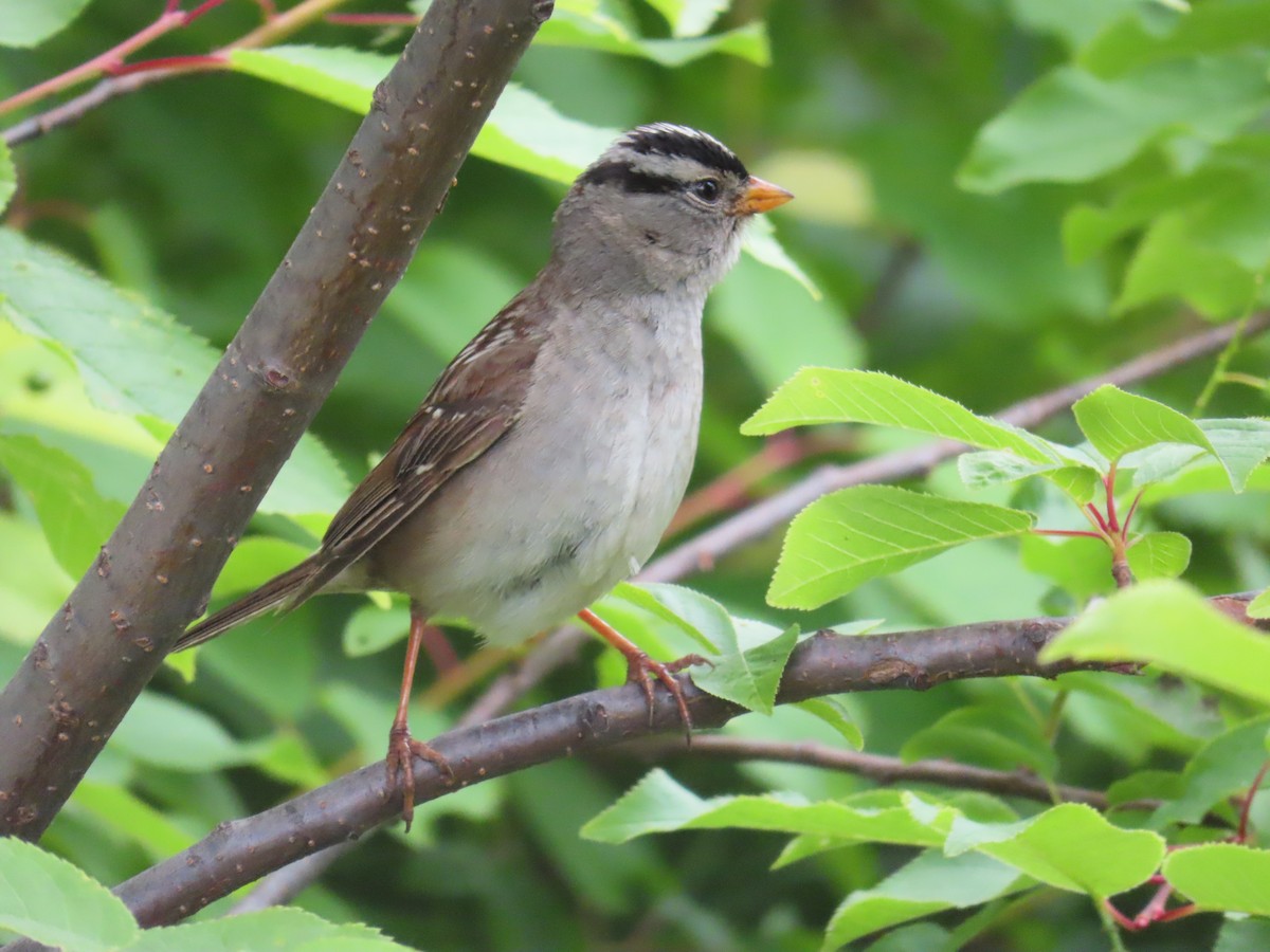 White-crowned Sparrow - ML621195146