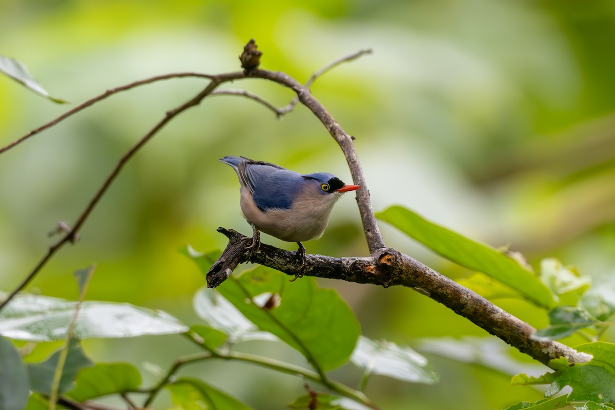 Velvet-fronted Nuthatch - ML621195147