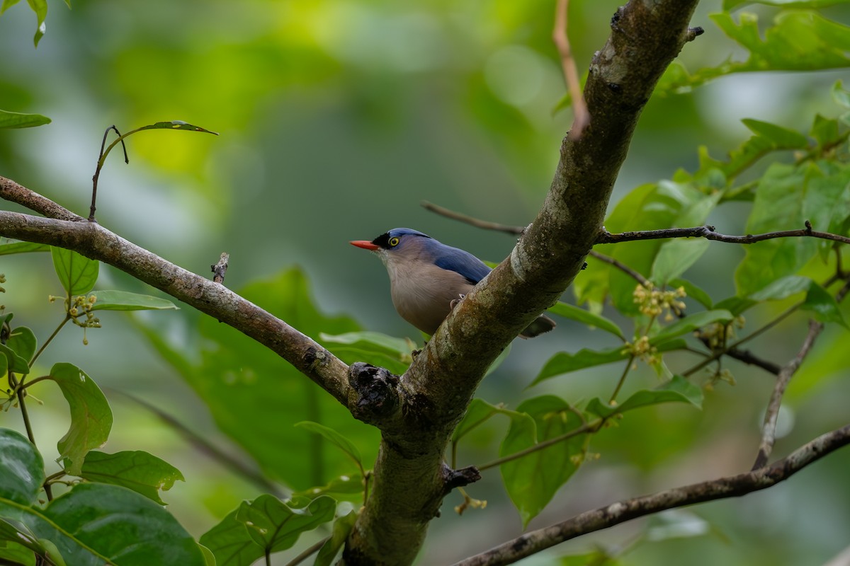 Velvet-fronted Nuthatch - ML621195148