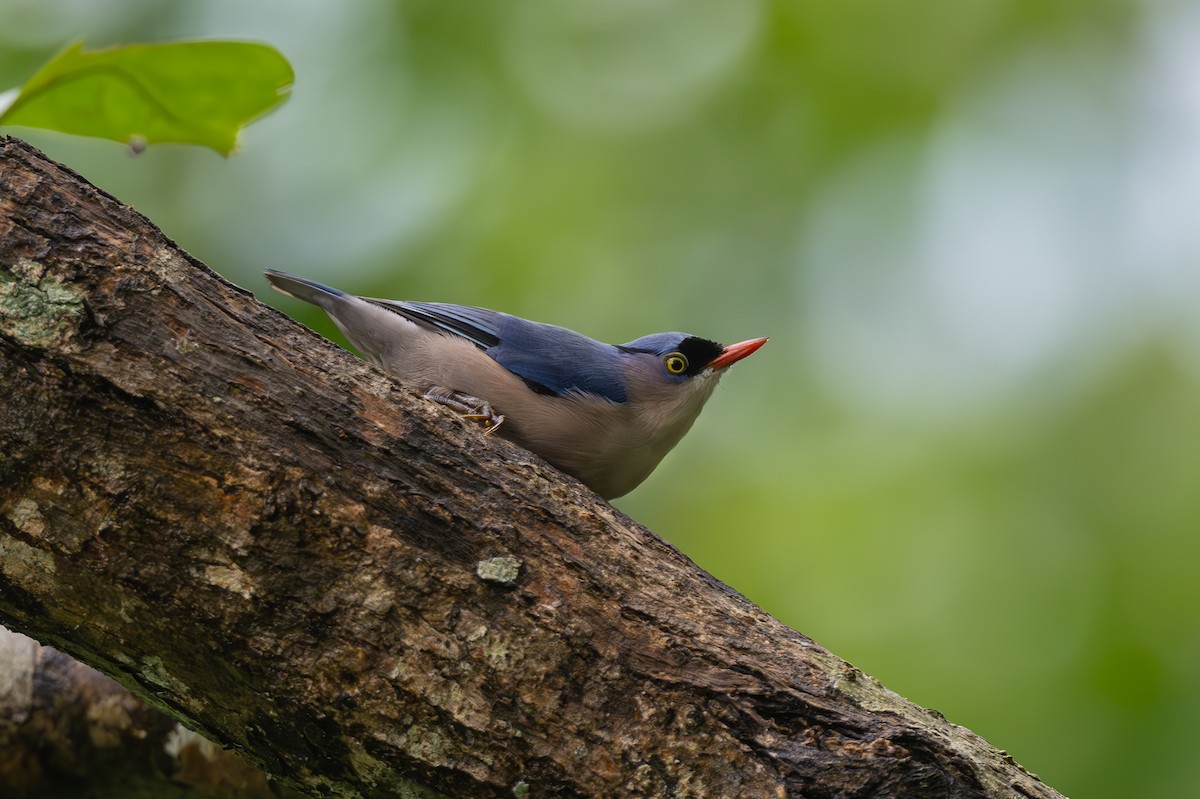 Velvet-fronted Nuthatch - ML621195149