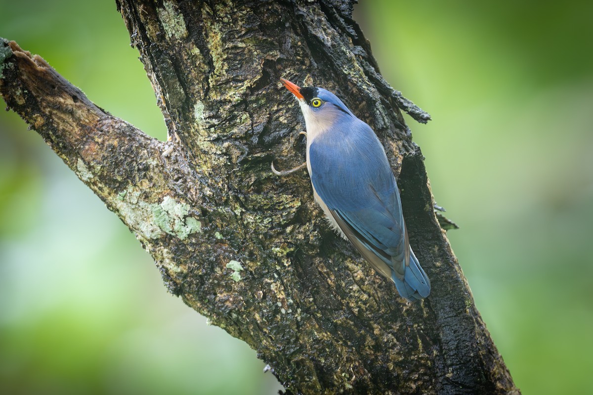 Velvet-fronted Nuthatch - ML621195150