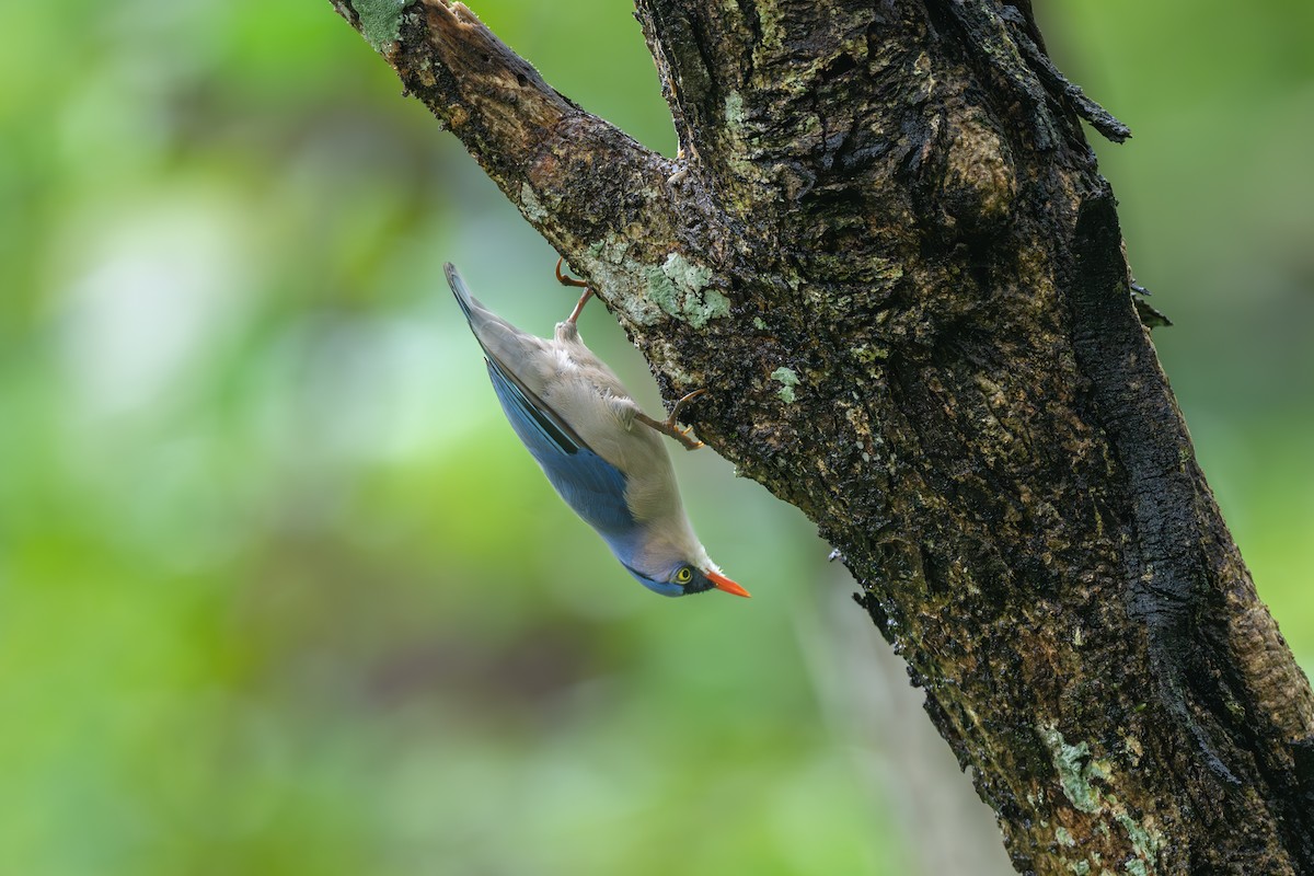 Velvet-fronted Nuthatch - ML621195152