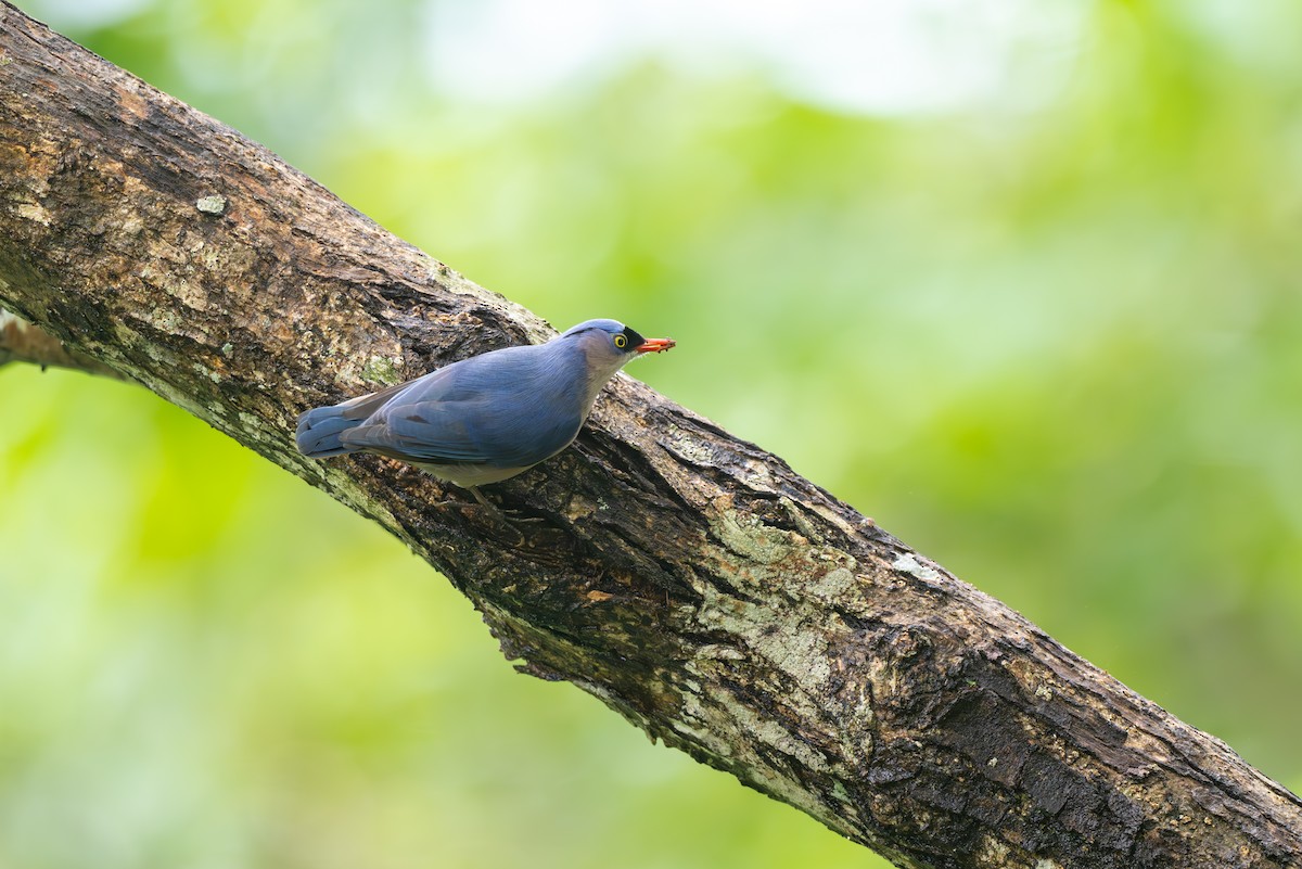 Velvet-fronted Nuthatch - ML621195153