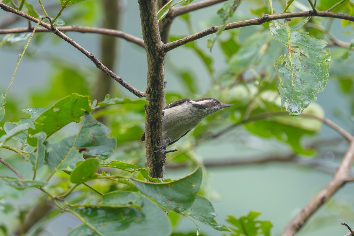 Brown-capped Pygmy Woodpecker - ML621195160