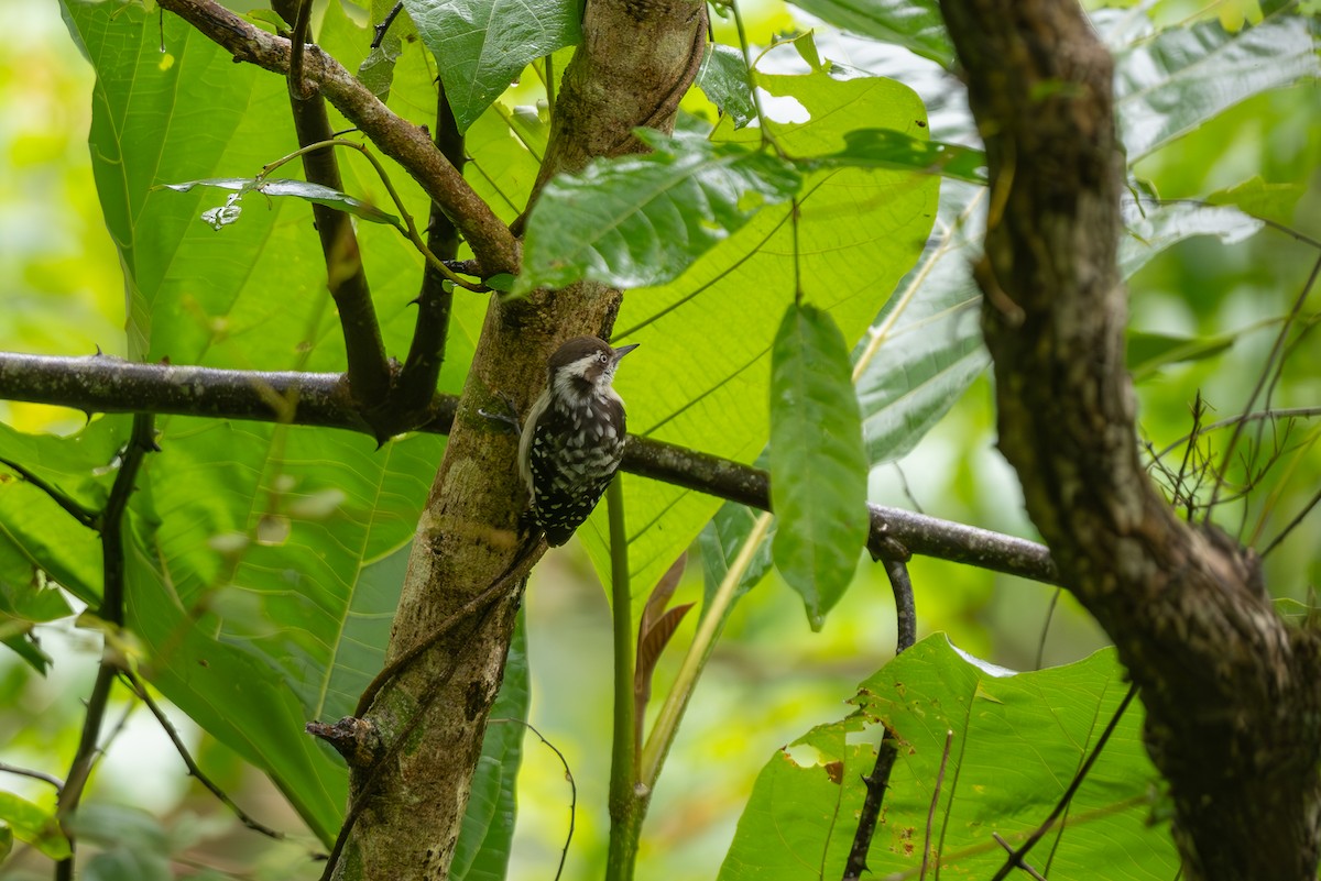 Brown-capped Pygmy Woodpecker - ML621195165