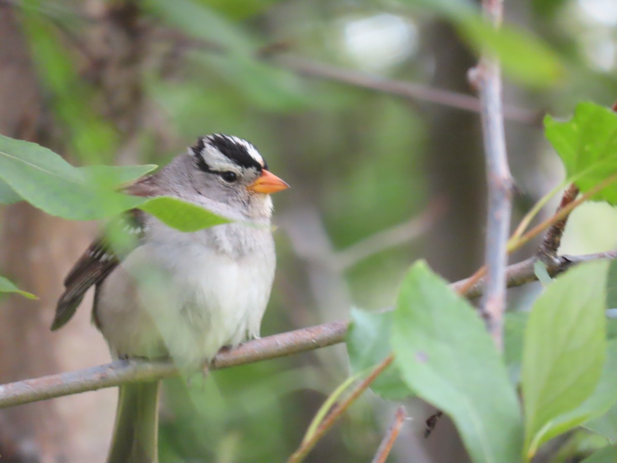 White-crowned Sparrow - ML621195174