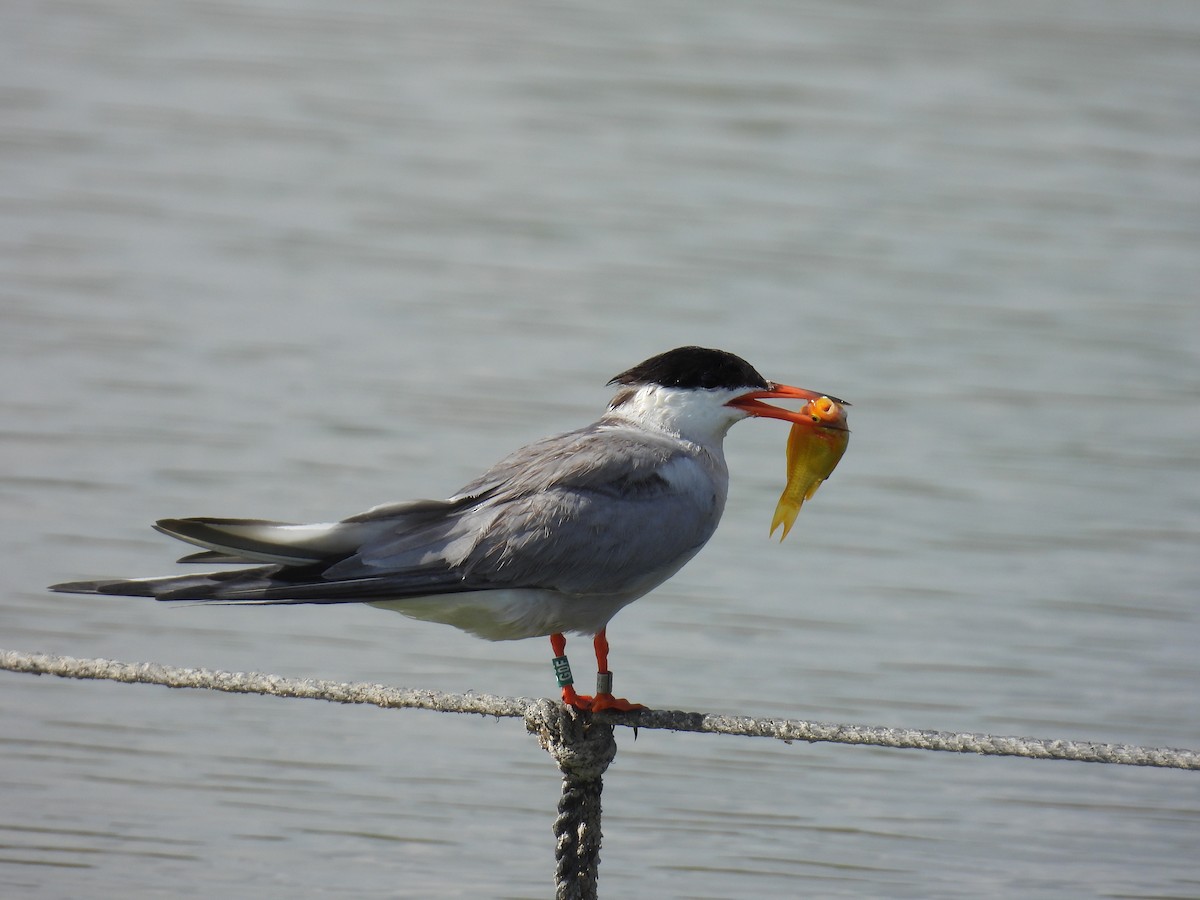 Common Tern - ML621195182
