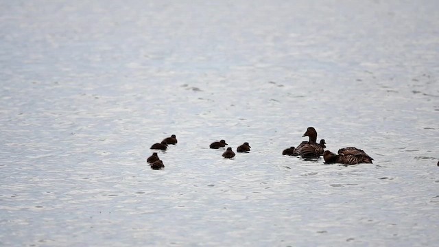 Common Eider (Dresser's) - ML621195218