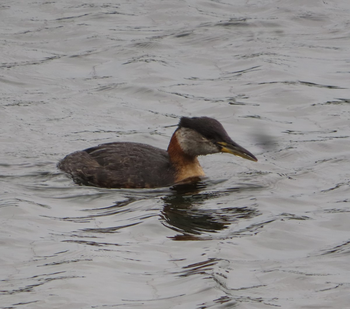 Red-necked Grebe - ML621195221