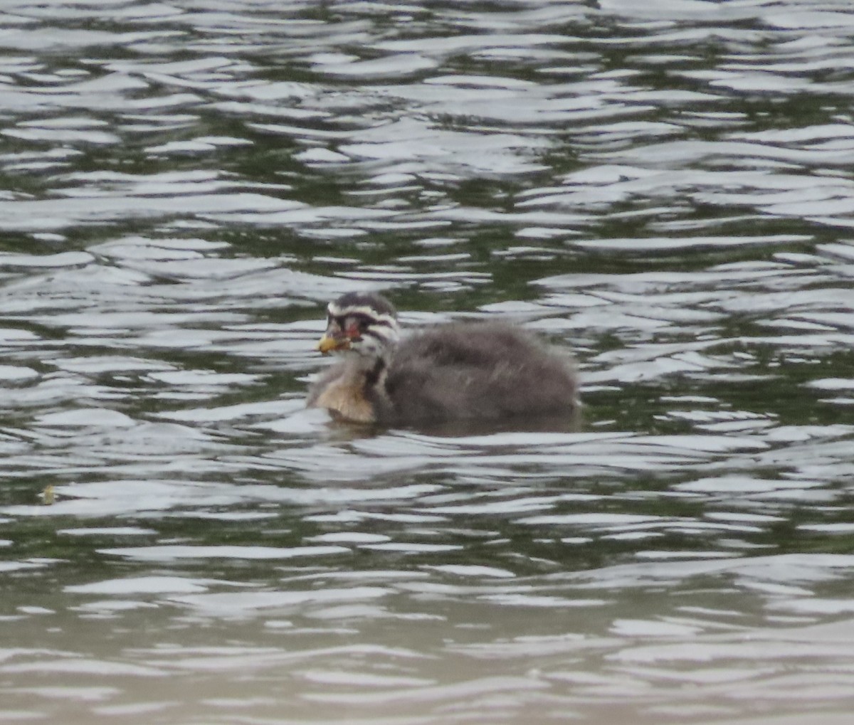 Red-necked Grebe - ML621195226